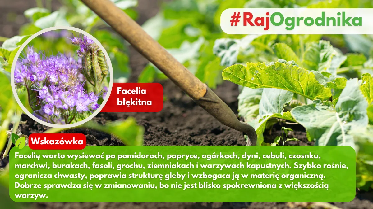 Facelia błękitna na poplon w ogrodzie warzywnym blog sklep rajogordnika